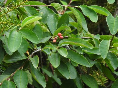 Cotoneaster frigidus, photographed by Penelope Noel Gillette