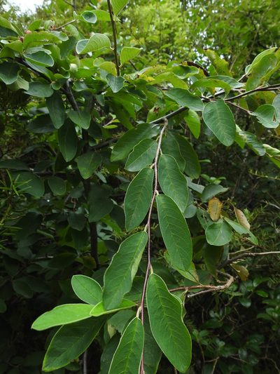 Cotoneaster frigidus, photographed by Penelope Noel Gillette