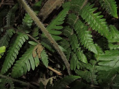 Tectaria kusukusensis, photographed by Jacy Chen