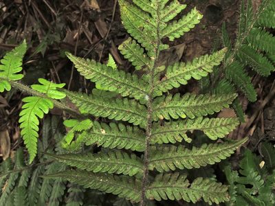 Tectaria kusukusensis, photographed by Jacy Chen