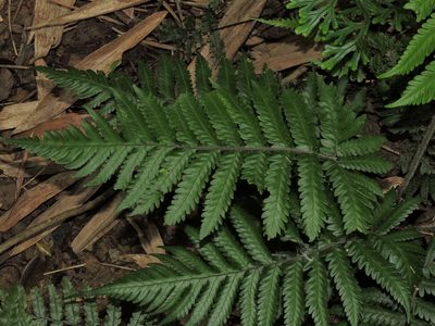 Tectaria kusukusensis, photographed by Jacy Chen