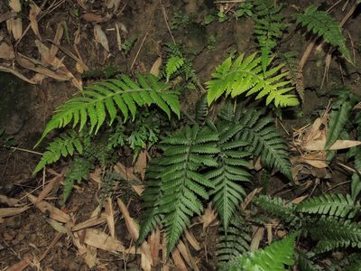 Tectaria kusukusensis, photographed by Jacy Chen