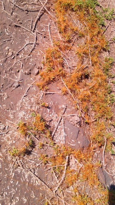 Cuscuta salina, photographed by Miguel Moreno