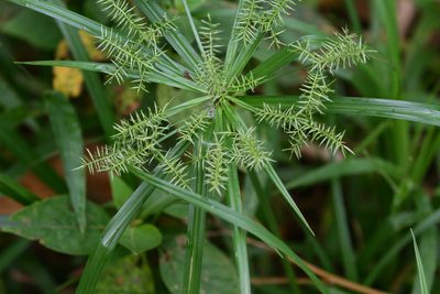 Cyperus meyenianus, photographed by Arne Holgersson