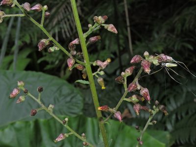 Blumea lanceolaria, photographed by Jacy Chen