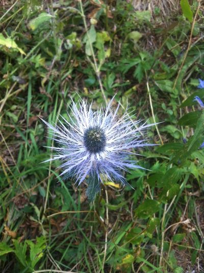 Eryngium alpinum, photographed by Mirko Ubović