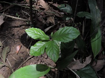 Ardisia pusilla, photographed by Jacy Chen
