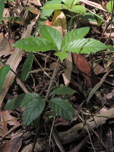 Ardisia pusilla, photographed by Jacy Chen