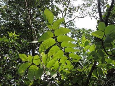 Bretschneidera sinensis, photographed by Jacy Chen