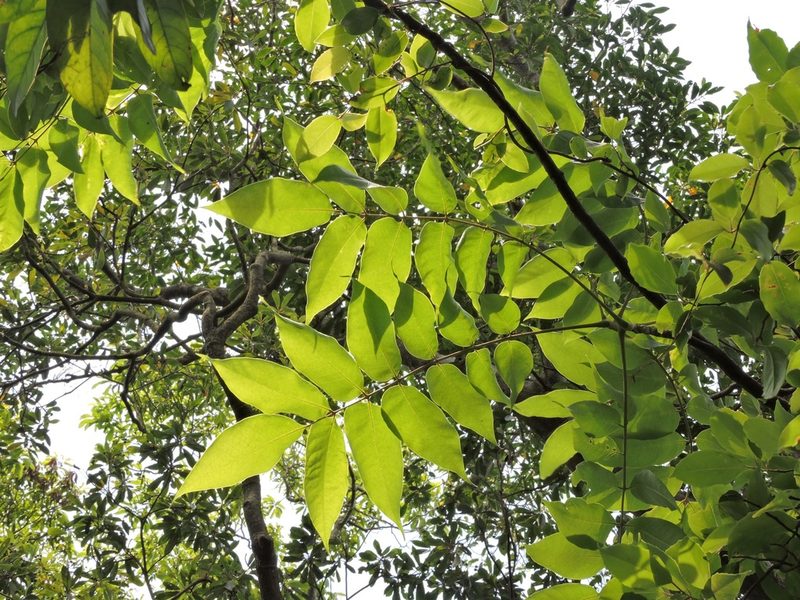 Bretschneidera sinensis, photographed by Jacy Chen