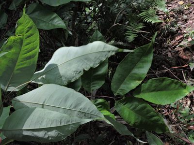 Bretschneidera sinensis, photographed by Jacy Chen