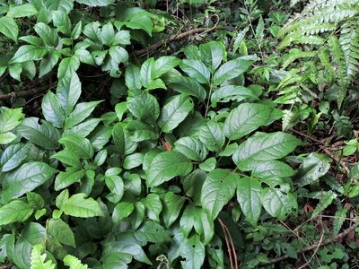 Nekemias cantoniensis, photographed by Jacy Chen