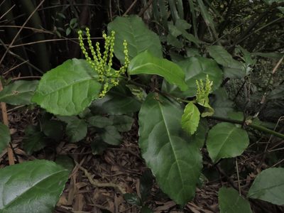 Chloranthus spicatus, photographed by Jacy Chen