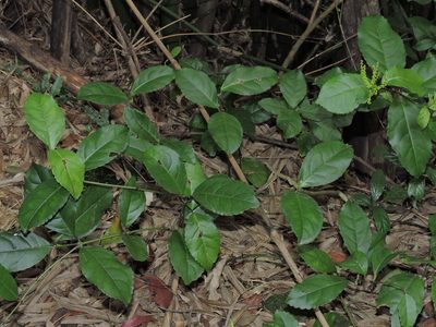Chloranthus spicatus, photographed by Jacy Chen