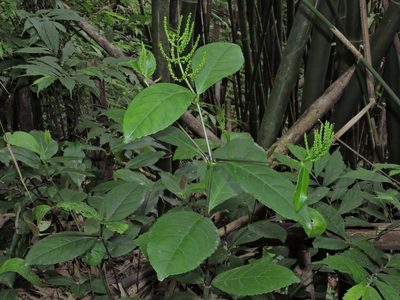 Chloranthus spicatus, photographed by Jacy Chen