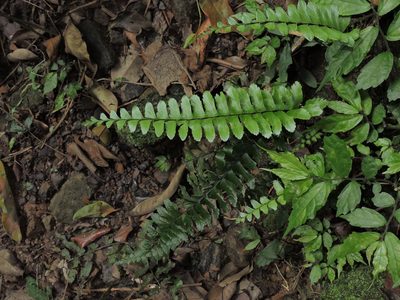 Asplenium normale, photographed by Jacy Chen