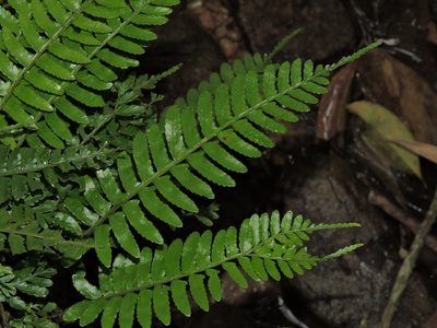 Bolbitis appendiculata, photographed by Jacy Chen