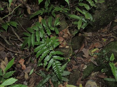Bolbitis subcordata, photographed by Jacy Chen