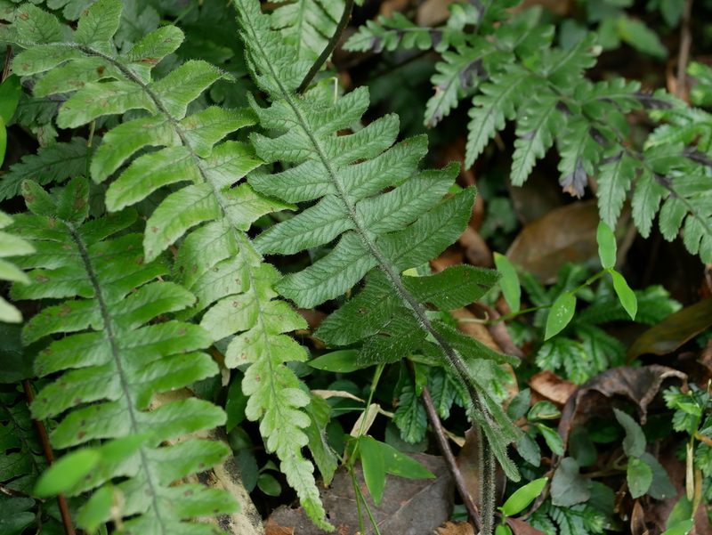 Diplazium pullingeri, photographed by Jacy Chen