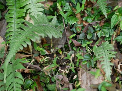 Diplazium pullingeri, photographed by Jacy Chen