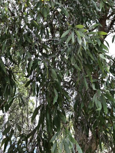 Melaleuca dealbata, photographed by elawrey