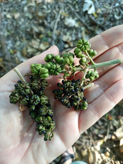 Zanthoxylum martinicense, photographed by Yolanda M. Leon