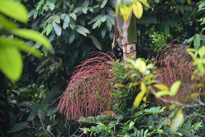 Prestoea acuminata, photographed by William Stephens