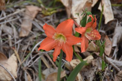Hippeastrum puniceum, photographed by William Stephens