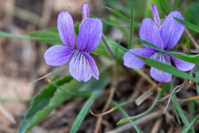 Viola prionantha, photographed by Yuan Zhuang