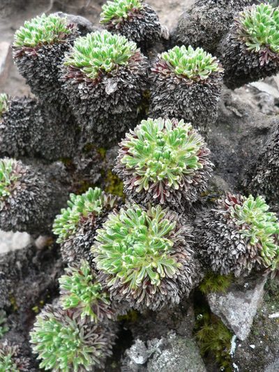 Nototriche phyllanthos, photographed by Fabien Anthelme