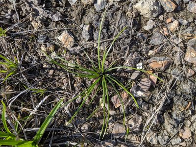 Isoetes butleri, photographed by Nathan Aaron