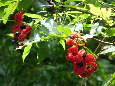 Cojoba rufescens, photographed by Kai Squires