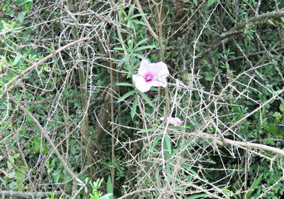 Ipomoea platensis, photographed by demianlescano
