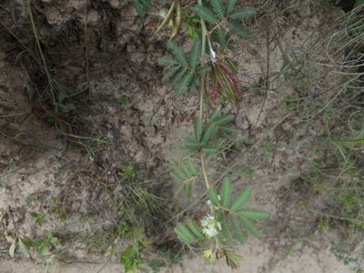 Desmanthus acuminatus, photographed by demianlescano