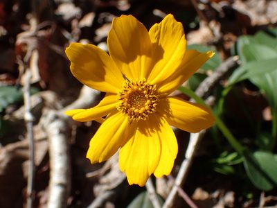 Coreopsis auriculata, photographed by John P Friel