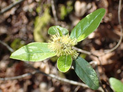Croton alabamensis, photographed by John P Friel