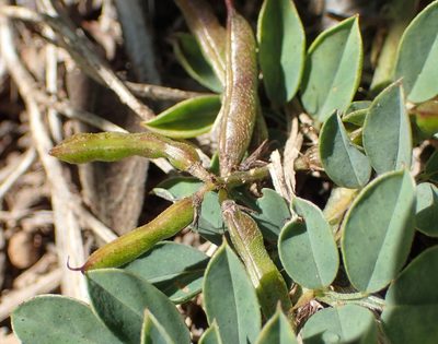 Indigofera oxalidea, photographed by Nicola van Berkel