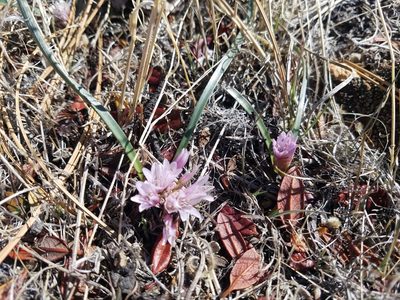 Allium parvum, photographed by Quinn Campbell