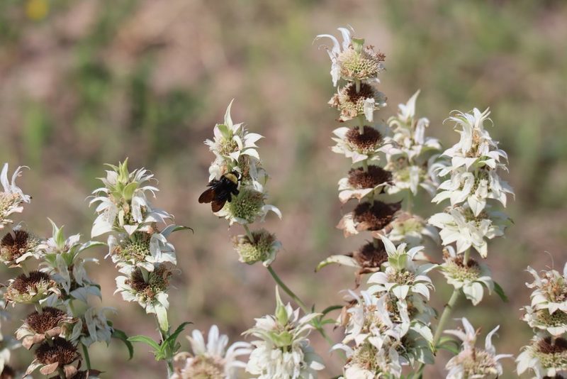 Monarda maritima, photographed by Vicki Miller