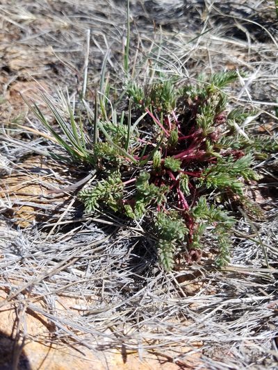 Potentilla webberi, photographed by Quinn Campbell