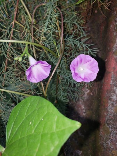 Ipomoea dumetorum, photographed by Sol Quipildor