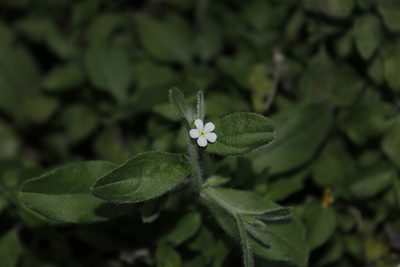 Euploca confertifolia, photographed by Juan Cruzado Cortés