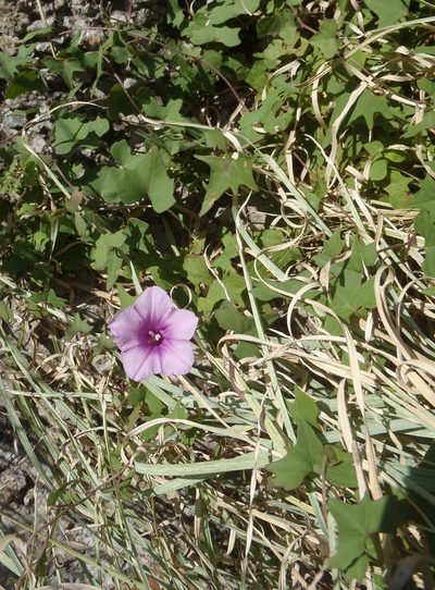 Ipomoea papilio, photographed by Nicola van Berkel