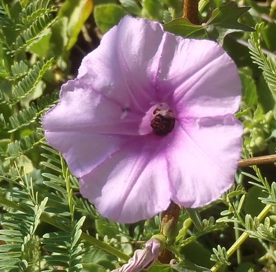 Ipomoea papilio, photographed by Nicola van Berkel