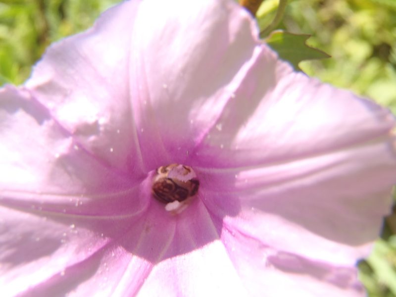Ipomoea papilio, photographed by Nicola van Berkel