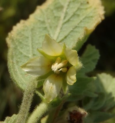 Hermannia burkei, photographed by Nicola van Berkel