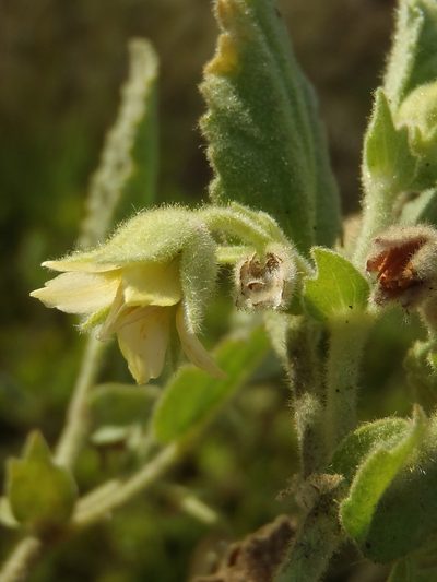Hermannia burkei, photographed by Nicola van Berkel