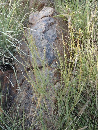 Thesium magalismontanum, photographed by Nicola van Berkel