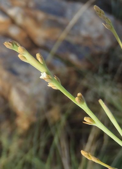 Thesium magalismontanum, photographed by Nicola van Berkel