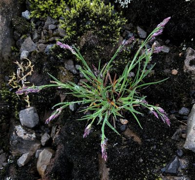 Poa glauca, photographed by desertnaturalist